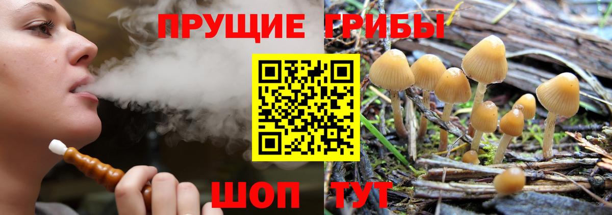 Кисловодск  Псилоцибиновые грибы Psilocybine cubensis  Вход с VPN 